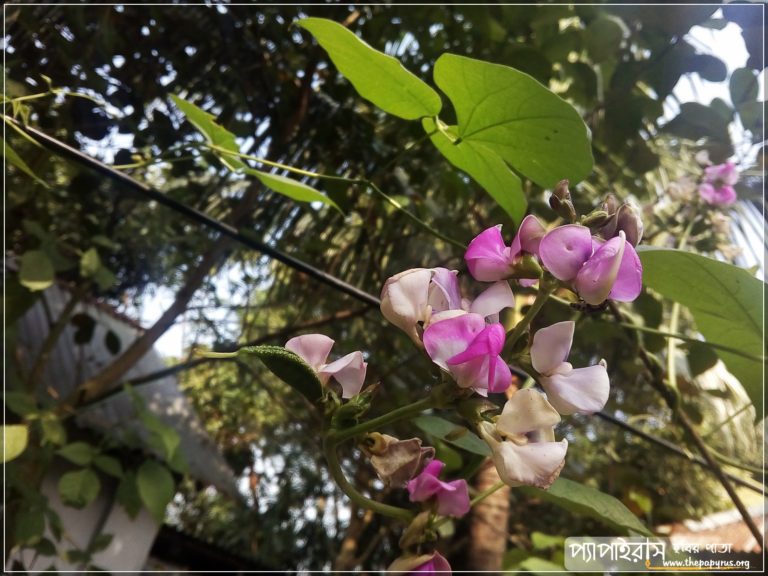 দুপুরের ফুটন্ত শিম ফুল