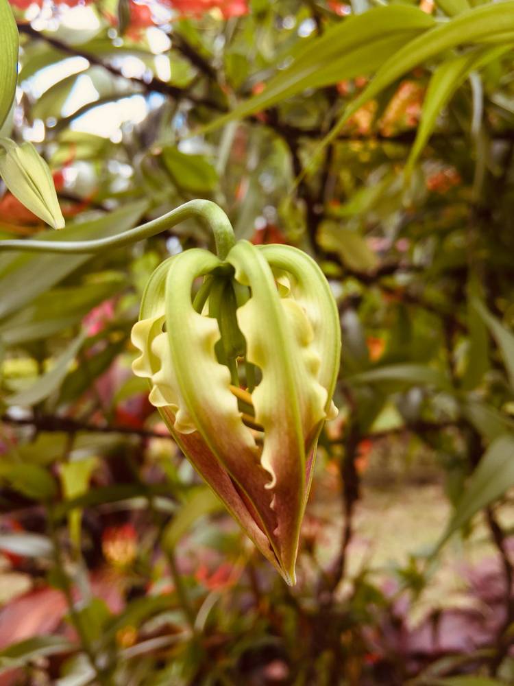 উলট চণ্ডাল 7 67543306 2387667414890803 5401907104074170368 n