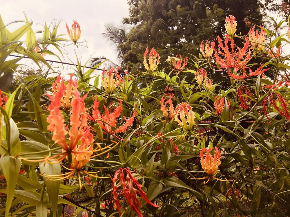 উলট চণ্ডাল 8 67580354 722390291529472 5141400758998007808 n