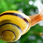 image snail