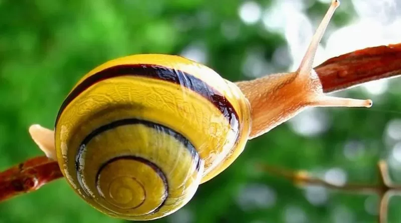 image snail