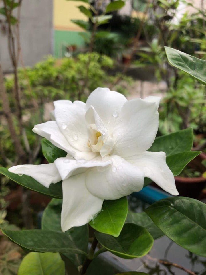 গন্ধরাজ 6 69832030 522734411828137 4177202204731506688 n