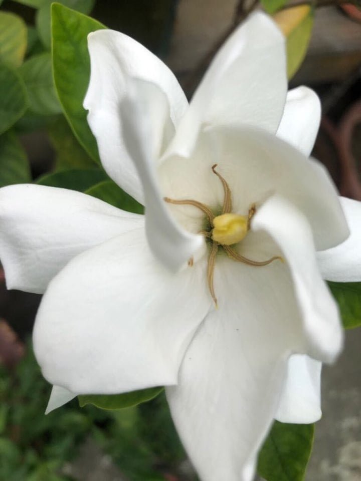 গন্ধরাজ 8 70275298 379589866048663 5382803342944632832 n
