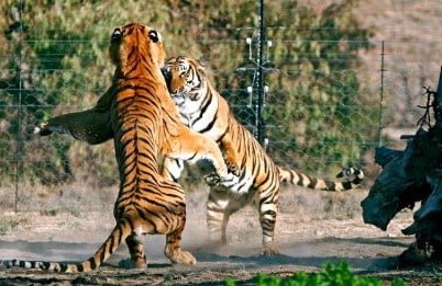 পৃথিবীর মহাবিপন্ন সন্তানেরা 2 1