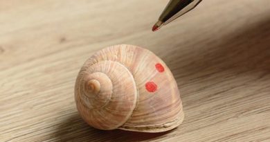 Painting Snail Shells