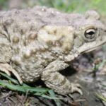 Marbled Toad 2