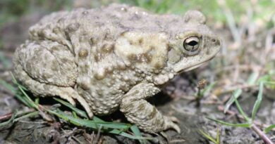 Marbled Toad 2