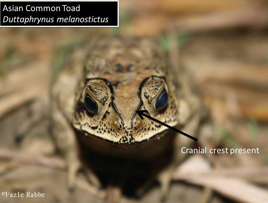 <i>Duttaphrynus stomaticus</i>- বাংলাদেশে স্বল্প পরিচিত একটি কুনোব্যাঙ 7 asian common toad