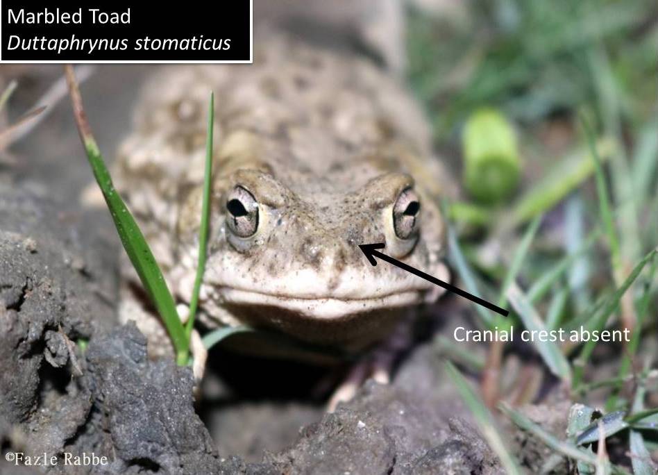 <i>Duttaphrynus stomaticus</i>- বাংলাদেশে স্বল্প পরিচিত একটি কুনোব্যাঙ 8 marbled toad