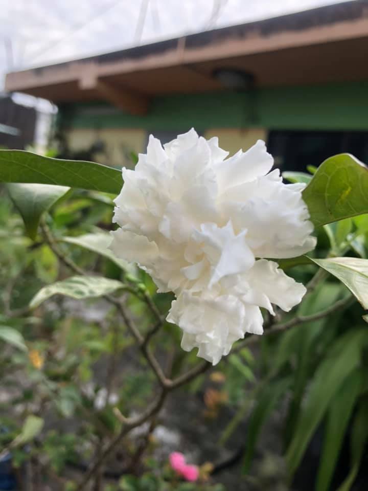 টগর কথা 6 togor 2