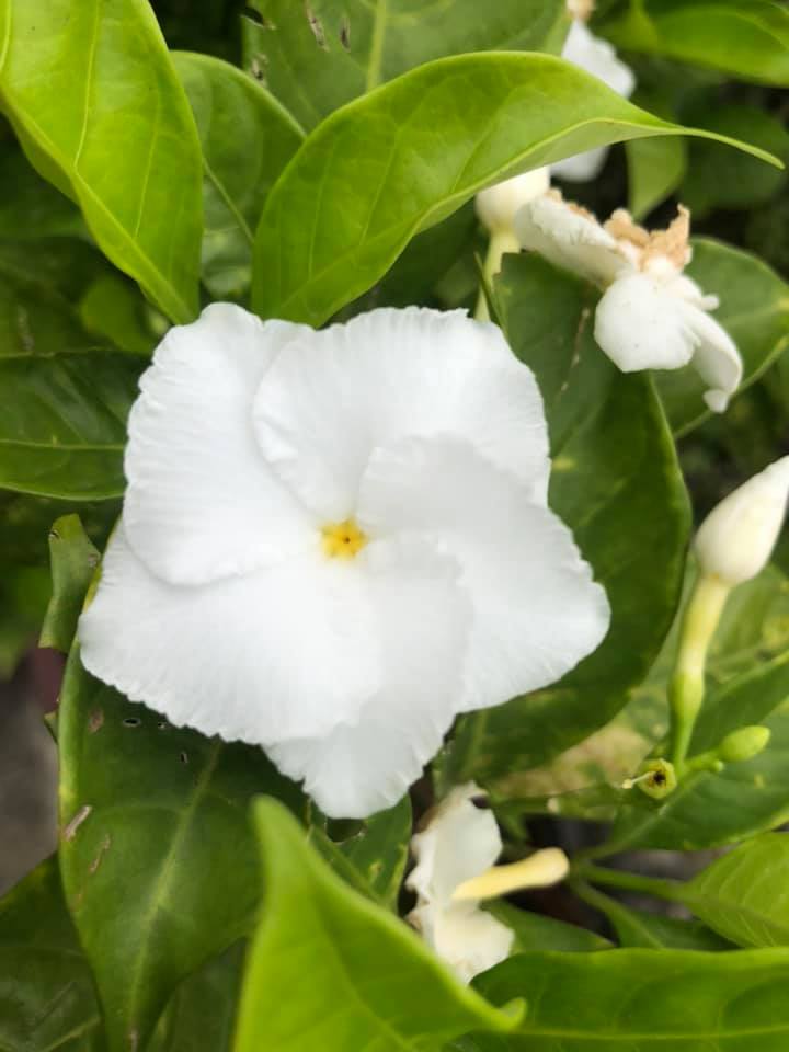 টগর কথা 7 togor3 1