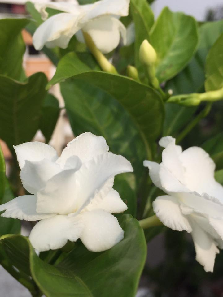 টগর কথা 8 togor5