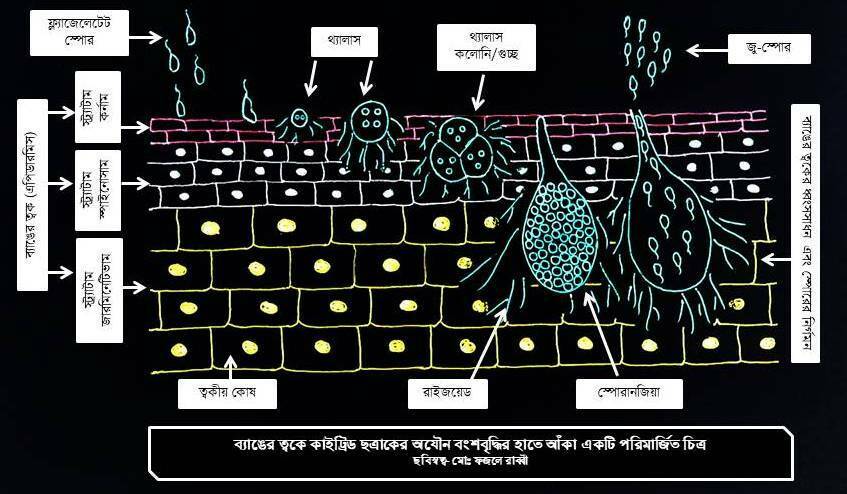 life cycle Bd