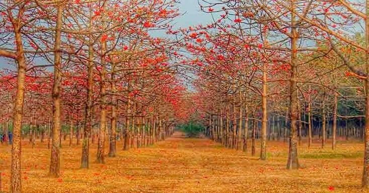 হাওরে চাঁদের আলো 8 বসন্তের শিমুল বাগান (ছবি সংগৃহীত)